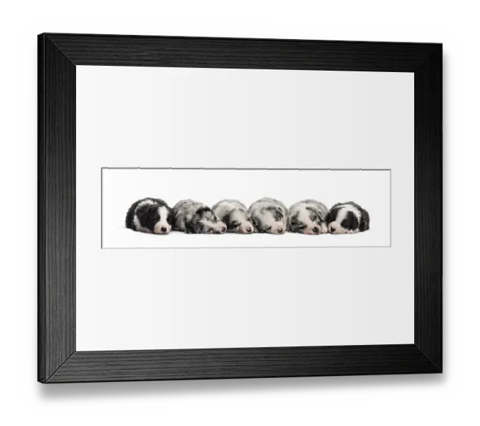 Framed Print : Group of crossbreed puppies sleeping in a row isolated on white