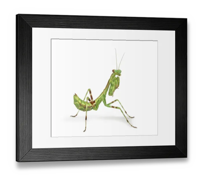 Framed Print : Male African Pinstripe Mantis - Miomantis binotata Framed Print : Male African Pinstripe Mantis - Miomantis binotata