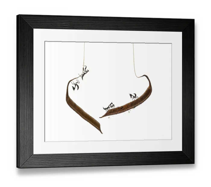 Framed Print : Young dead leaf mantises on a Ootheca - Acanthops Sp - isloated on white