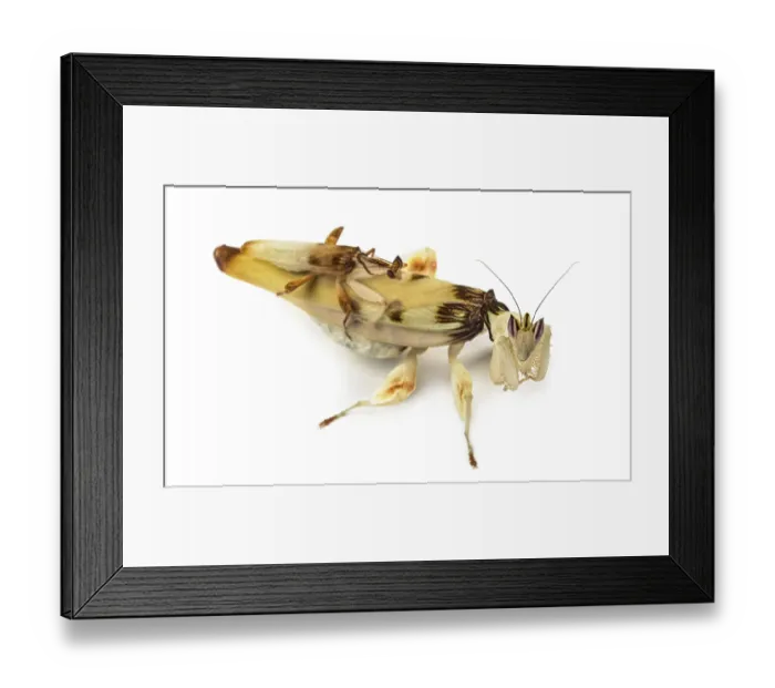 Framed Print : Adult male et female orchid mantis - Hymenopus coronatus