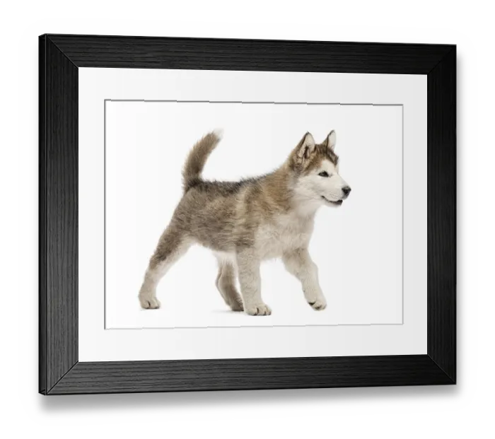 Framed Print : Alaskan Malamute puppy walking isolated on white Framed Print : Alaskan Malamute puppy walking isolated on white