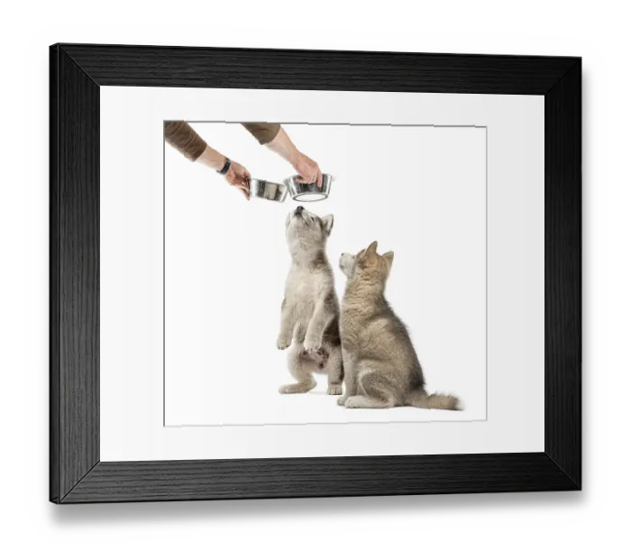 Framed Print : Alaskan Malamute puppies with a bowl isolated on white