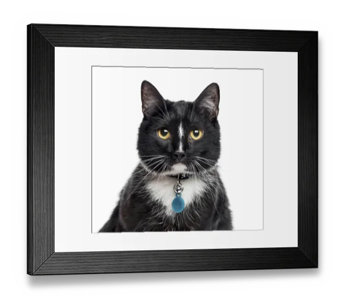 Framed Print : Close-up of European Shorthair