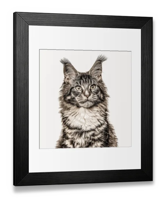 Framed Print : Close-up of a Maine Coon cat looking away isolated on white Framed Print : Close-up of a Maine Coon cat looking away isolated on white