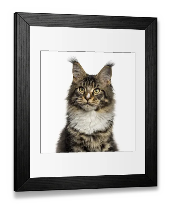 Framed Print : Close-up of a Maine Coon cat looking away isolated on white