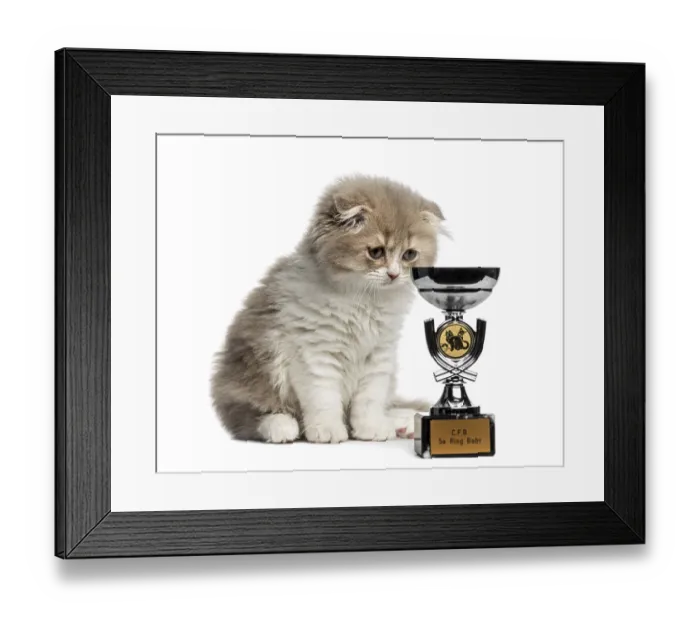 Framed Print : Young Highland Fold kitten with a trophy
