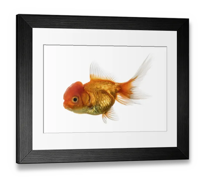 Framed Print : Side view of a Lion's head goldfish swimming isolated on white Side view of a Lion's head goldfish swimming