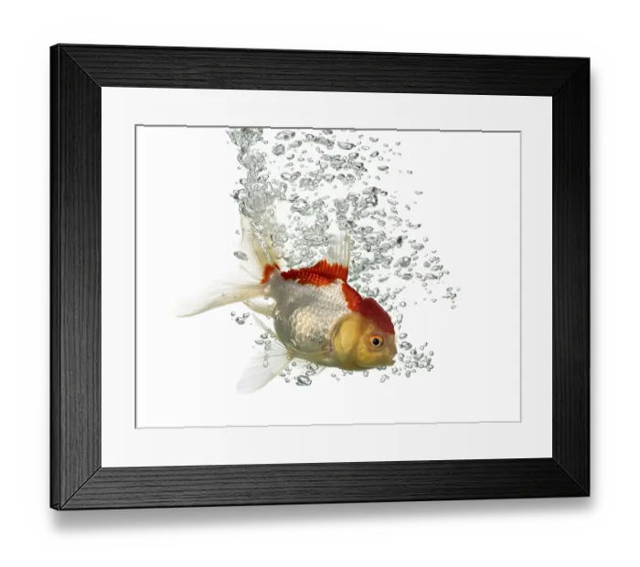 Framed Print : Side view of a diving lion's head goldfish isolated on white Side view of a diving lion's head goldfish isolated