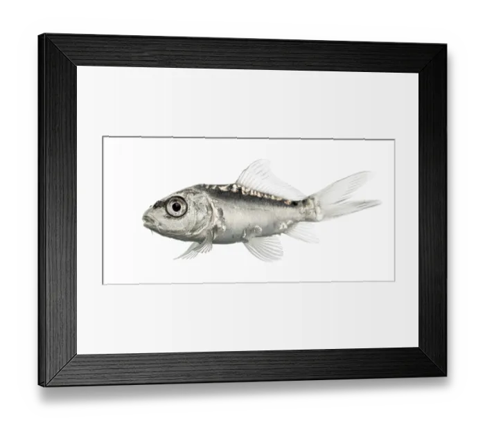 Framed Print : Side view of a grey koi isolated on white Framed Print : Side view of a grey koi isolated on white