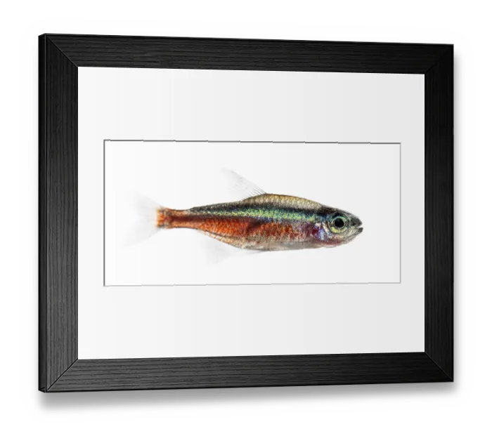 Framed Print : Side view of a Cardinalis fish or cardinal tetra isolated on white