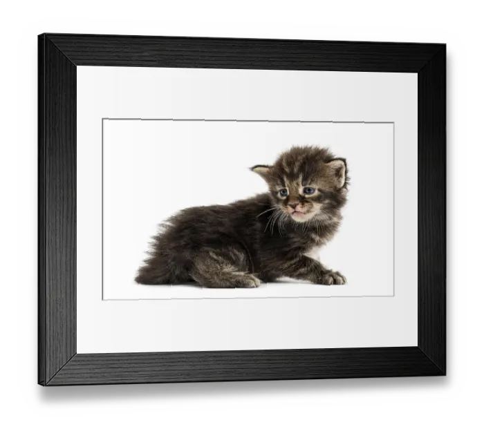 Framed Print : Side view of a Maine coon kitten isolated on white Framed Print : Side view of a Maine coon kitten isolated on white