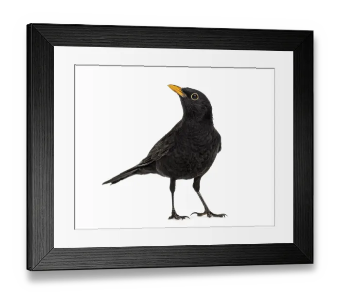 Framed Print : Blackbird Turdus merula, isolated on white Framed Print : Blackbird Turdus merula, isolated on white