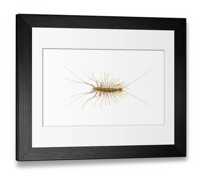 Framed Print : Yellowish-grey centipede, isolated on white