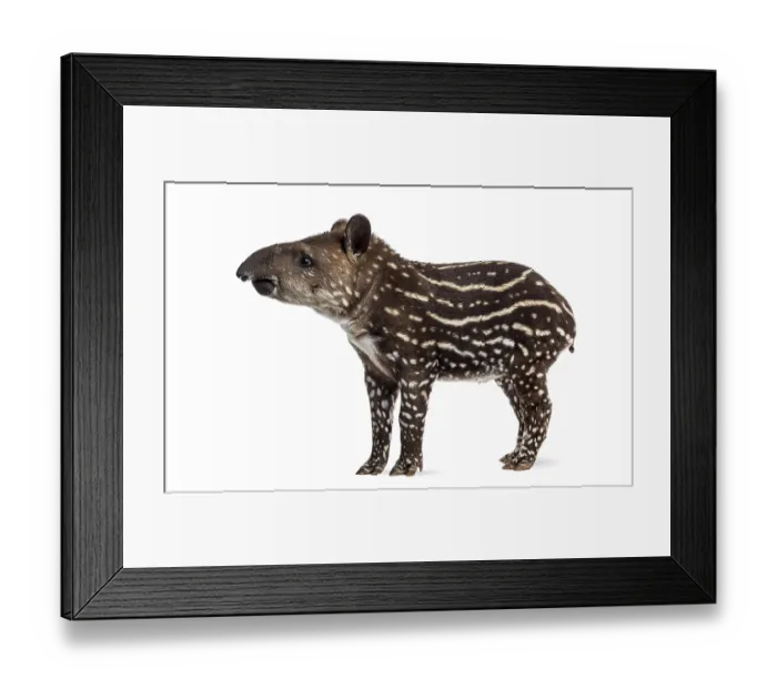 Framed Print : Side view of a young South american tapir Framed Print : Side view of a young South american tapir