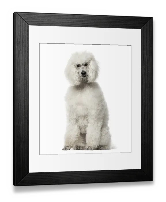 Framed Print : White poodle sitting, 9 months old Framed Print : White poodle sitting, 9 months old