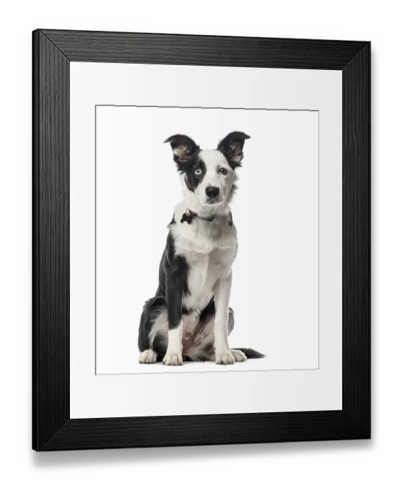 Framed Print : Puppy Border Collie sitting, 5 months old Framed Print : Puppy Border Collie sitting, 5 months old