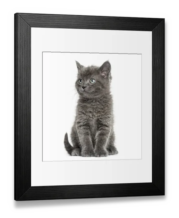 Framed Print : Grey kitten British Shorthair sitting
