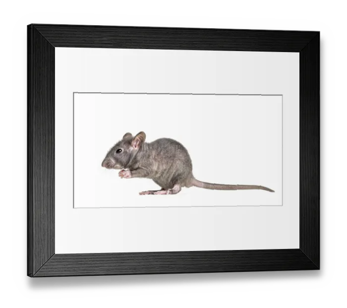 Framed Print : Young Hairless rat, isolated on white Framed Print : Young Hairless rat, isolated on white
