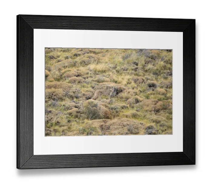 Framed Print : A puma stands quietly among dry grass and rocky terrain Framed Print : A puma stands quietly among dry grass and rocky terrain