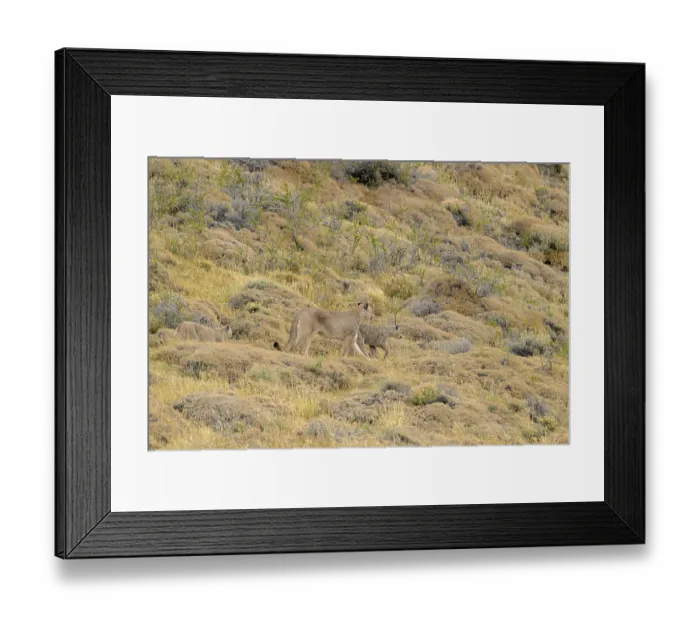 Framed Print : Pumas make their way through a hillside rich with vegetation