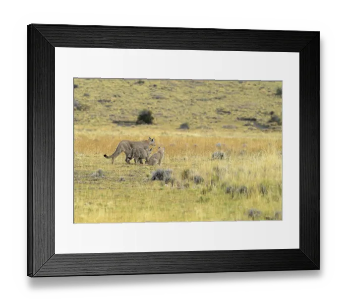 Framed Print : A puma family wanders through a field of brown grass in their natural habitat Framed Print : A puma family wanders through a field of brown grass in their natural habitat