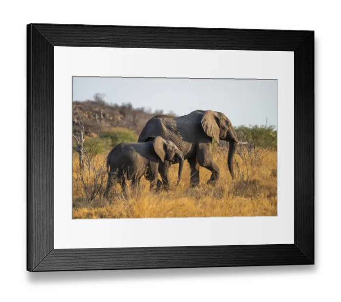 Framed Print : African elephant (Loxodonta africana)