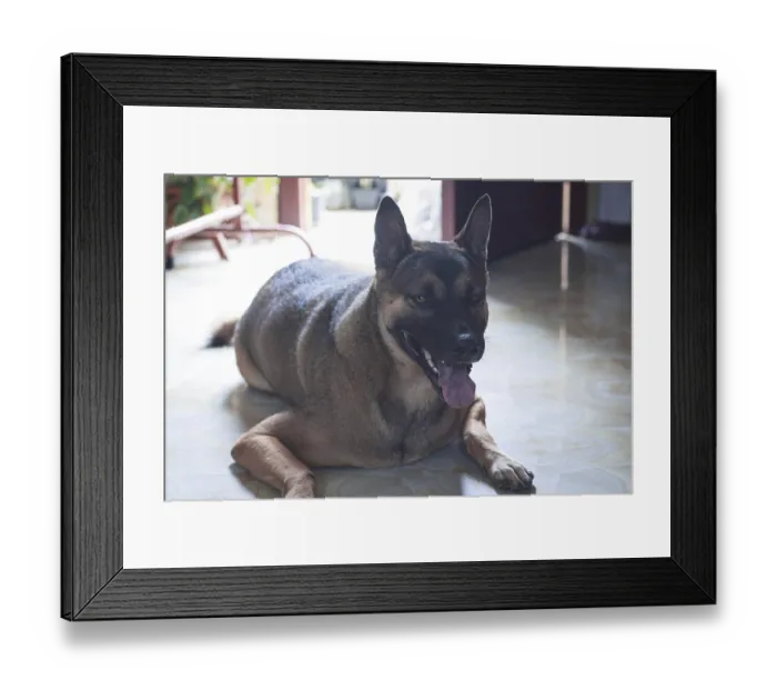 Framed Print : German Shepherd dog sitting on the floor to cool down with tongue out panting