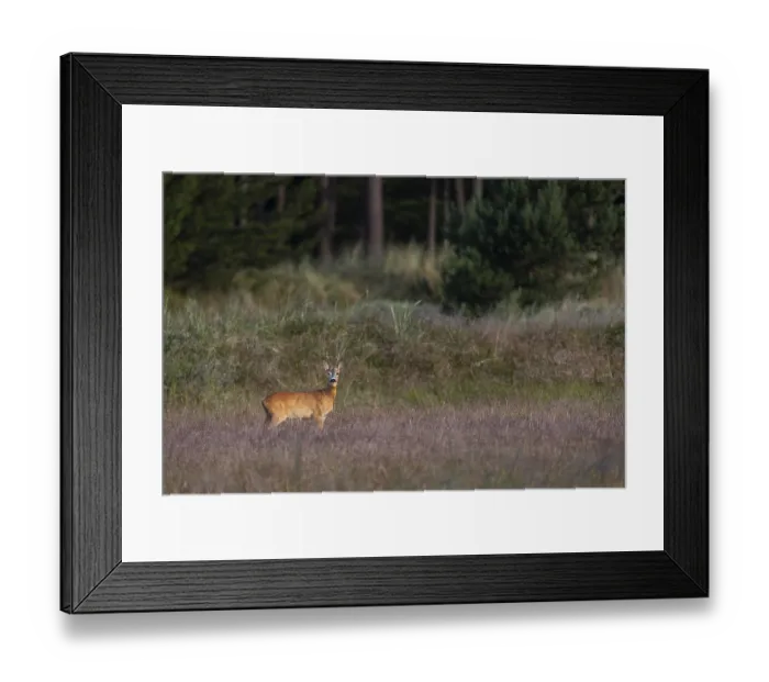 Framed Print : In the light of the morning sun