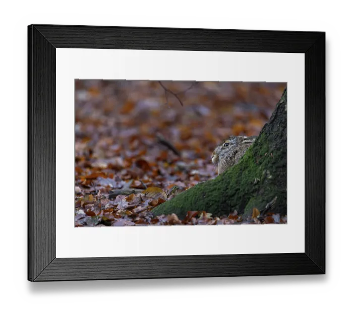 Framed Print : Brown hare (Lepus europaeus) sitting on the trunk of a European beech