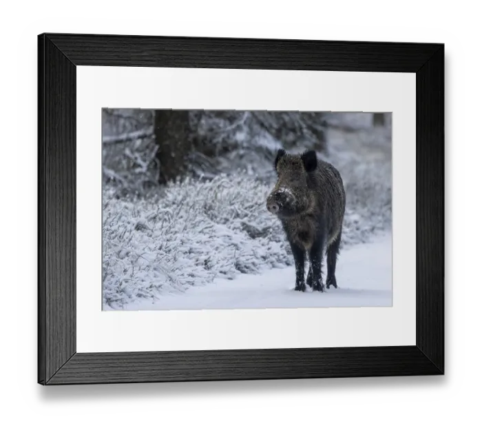 Framed Print : Wild boar boar (Sus scrofa) during mating season