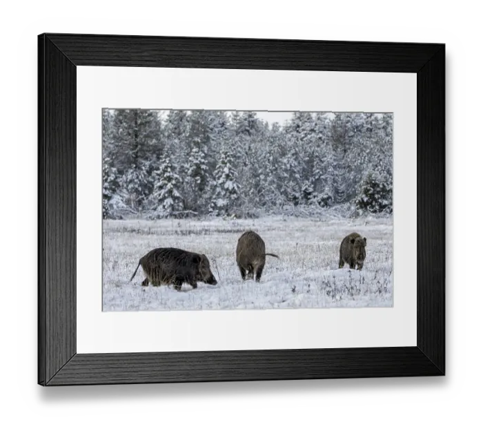 Framed Print : Wild boar boar (Sus scrofa) during mating season Framed Print : Wild boar boar (Sus scrofa) during mating season