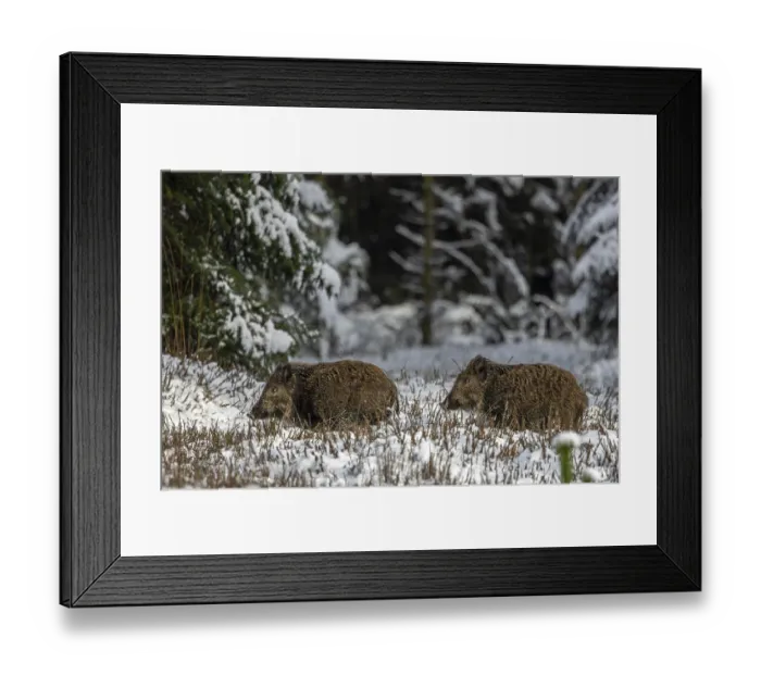 Framed Print : Two wild boar newbies (Sus scrofa) follow the stream Framed Print : Two wild boar newbies (Sus scrofa) follow the stream