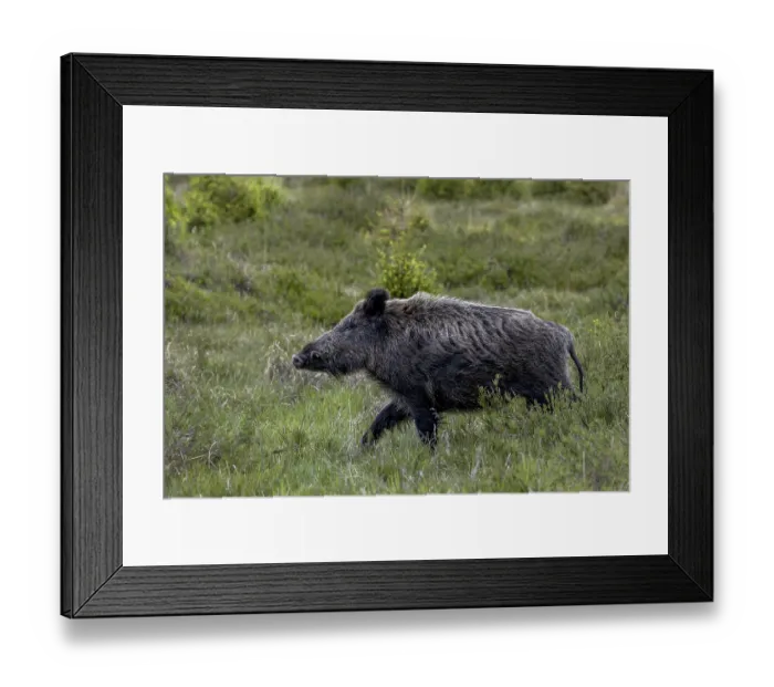 Framed Print : With its head held high, the boar boar (Sus scrofa) passes by me