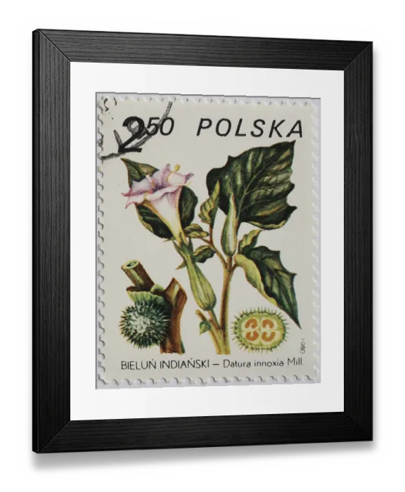 Framed Print : Medicinal plant as stamp motif Framed Print : Medicinal plant as stamp motif