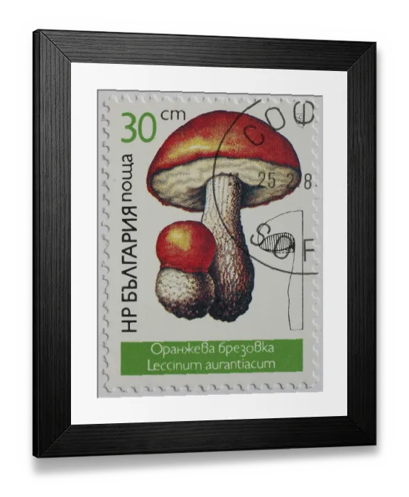 Framed Print : Mushrooms as stamp motif, Leccinum aurantiacum
