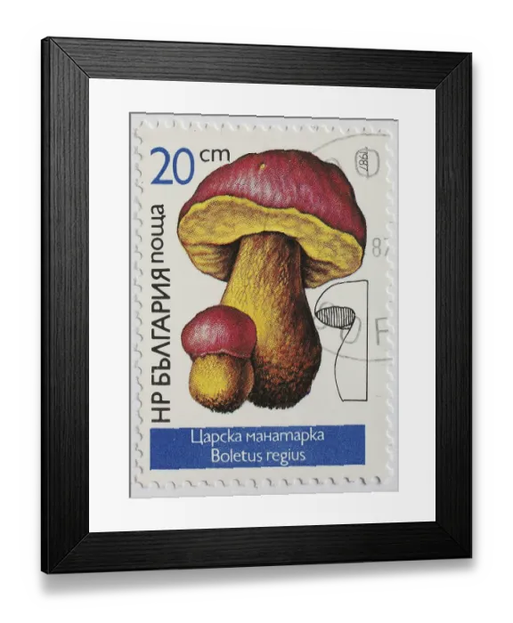Framed Print : Mushrooms as stamp motif, Boletus regius