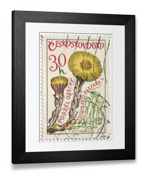 Framed Print : Medicinal plant as stamp motif Framed Print : Medicinal plant as stamp motif