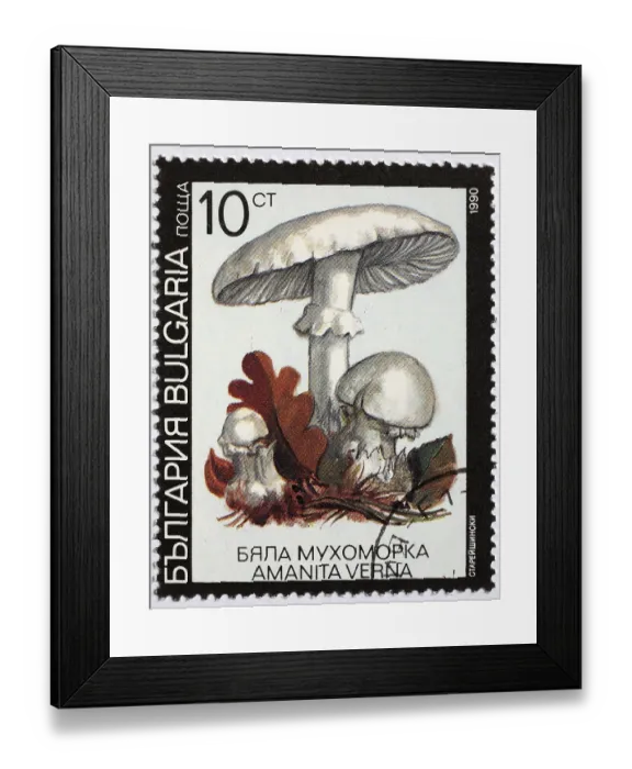 Framed Print : Mushrooms as a stamp motif, Amanita verna Framed Print : Mushrooms as a stamp motif, Amanita verna
