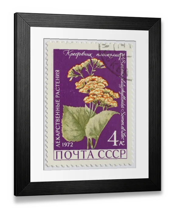 Framed Print : Medicinal plant as stamp motif Framed Print : Medicinal plant as stamp motif