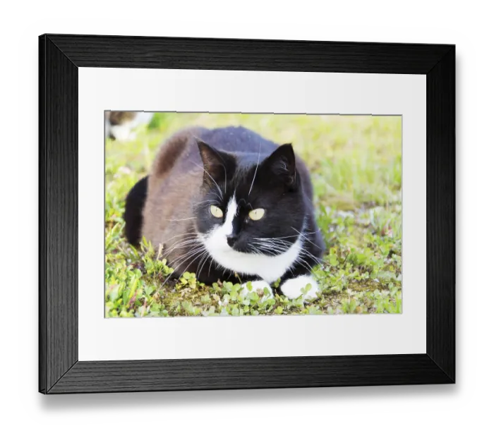Framed Print : Black and white cat