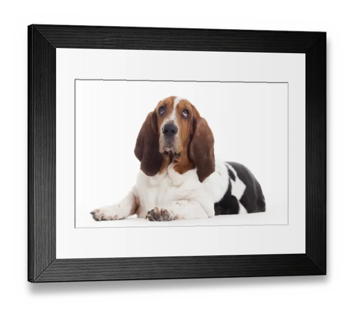 Framed Print : Happy dog photographed in the studio on a white background Framed Print : Happy dog photographed in the studio on a white background