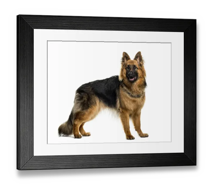 Framed Print : German shepherd in front of white background
