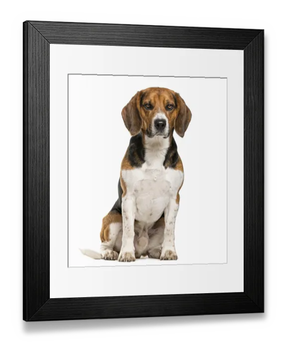 Framed Print : Beagle sitting in front of a white background