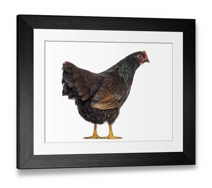 Framed Print : Barnevelder double-laced Hen isolated on white