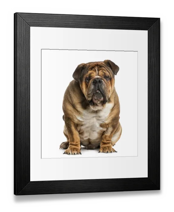 Framed Print : English Bulldog siting in front of a white background Framed Print : English Bulldog siting in front of a white background