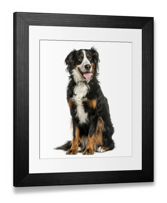 Framed Print : Bernese Mountain dog sitting in front of a white background Framed Print : Bernese Mountain dog sitting in front of a white background