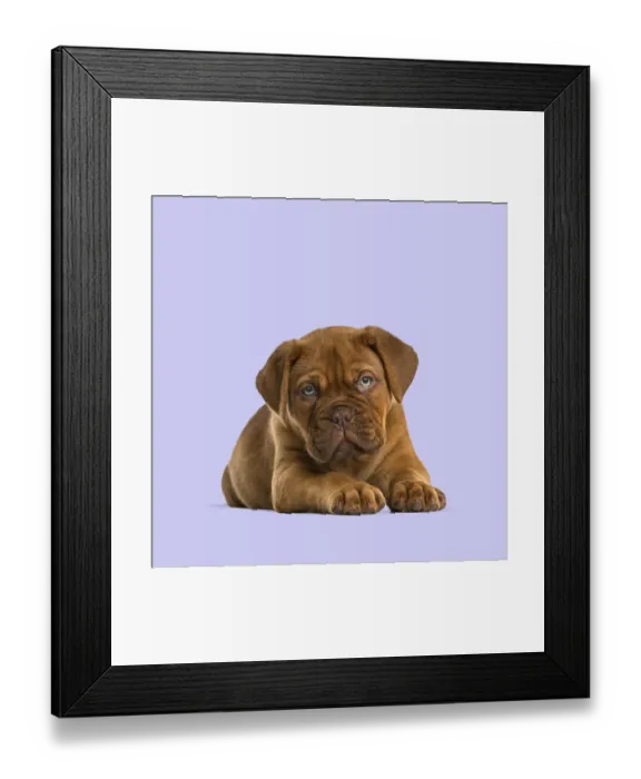 Framed Print : Cute dogue de bordeaux puppy lying down and looking forward on a purple background