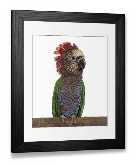 Framed Print : Perched Red-fan parrot, Deroptyus accipitrinus