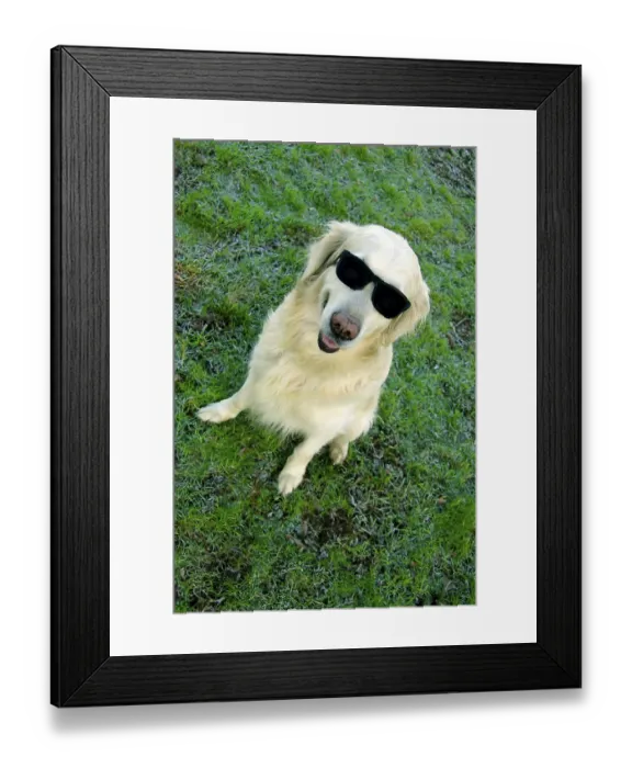 Framed Print : A playful dog sitting on grass wearing sunglasses