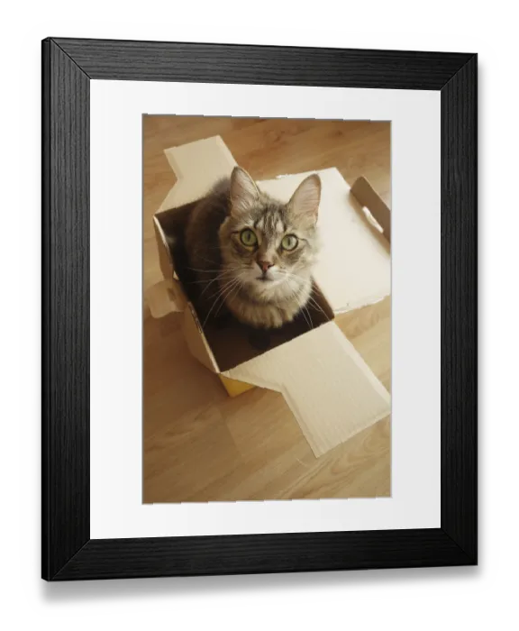 Framed Print : A fluffy cat with green eyes sits inside an open cardboard box on a wooden floor